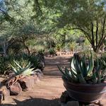 Desert Botanical Garden