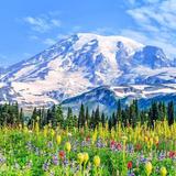Mount Rainier National Park