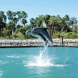 Dolphin Discovery Los Cabos