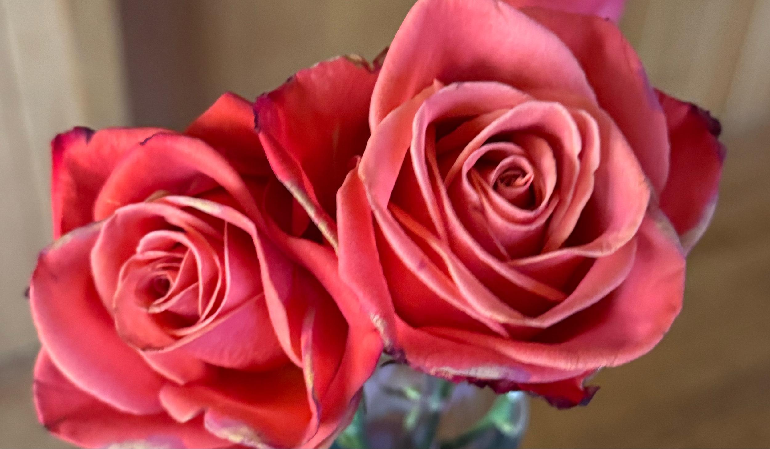 The Wedding Website of Laura Avila and Eliezer Diaz