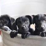 Puppy Barn
