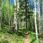Berry Picker Trailhead