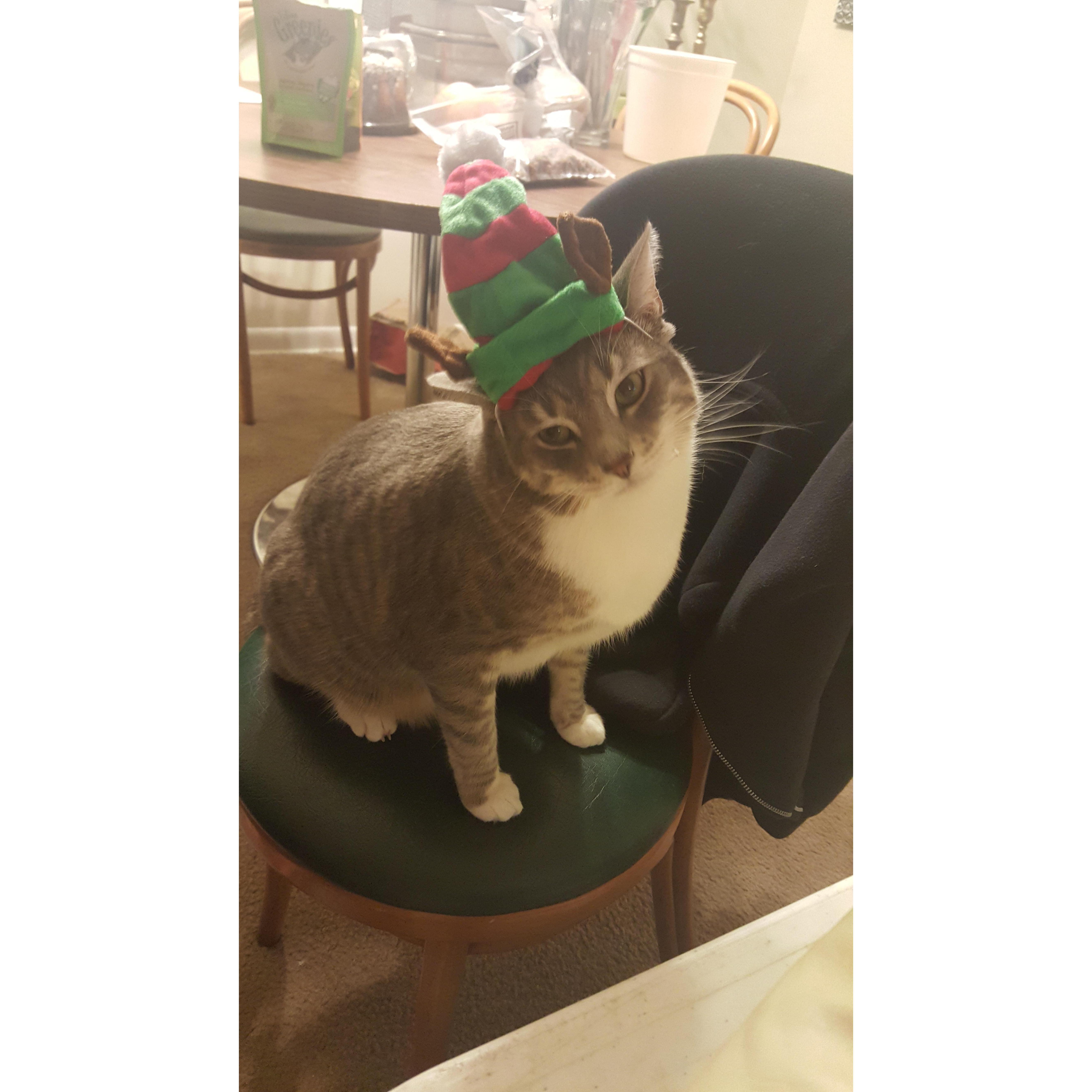 Torturing our cat on Christmas