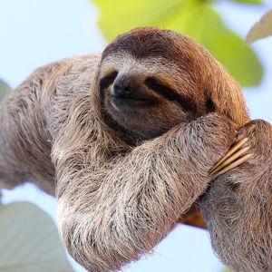 Sloth Tour for Two
