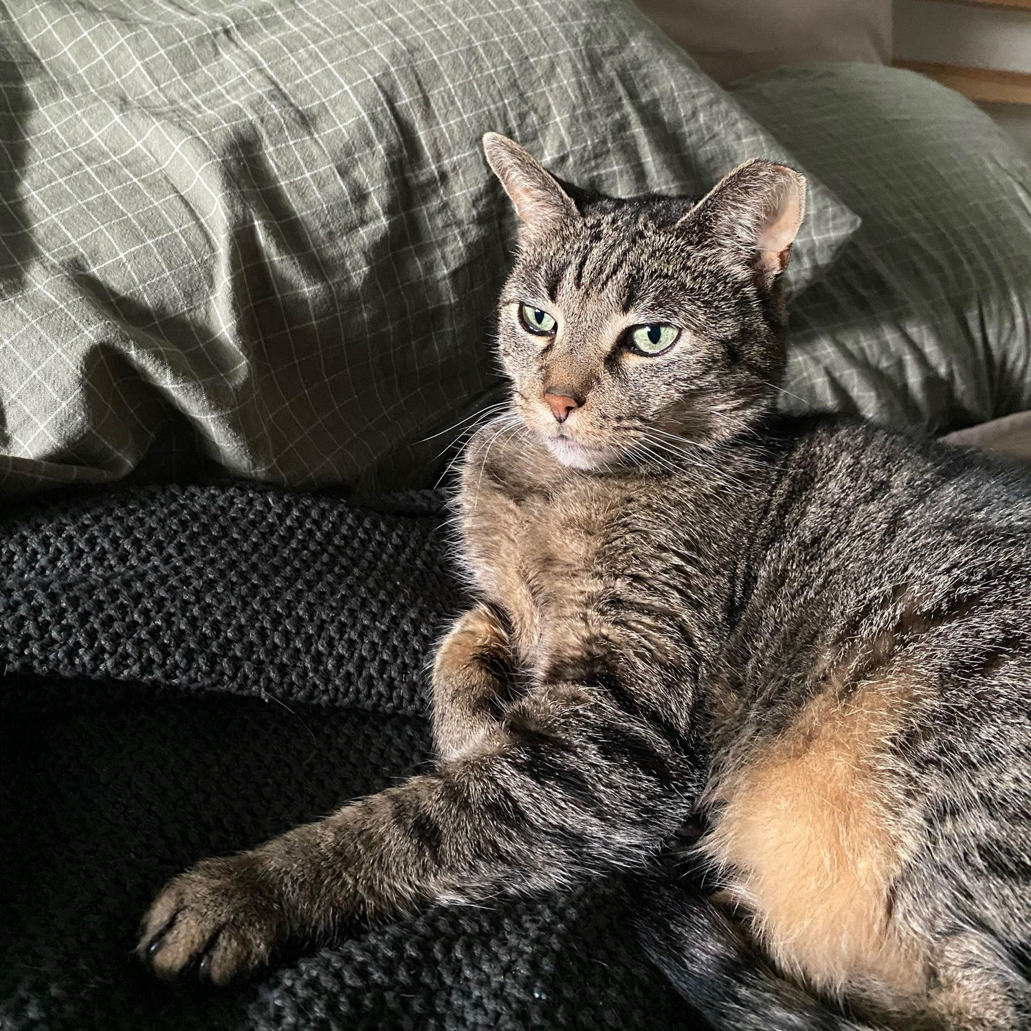 The Queen of the household Cleo. Amin has been converted back to his ancestral roots and now likes cats. High-five fellow cat lovers.
