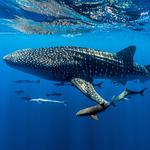 La Paz Whale Shark Tours