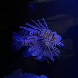 The Dallas World Aquarium