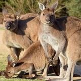 Kangaroo Island