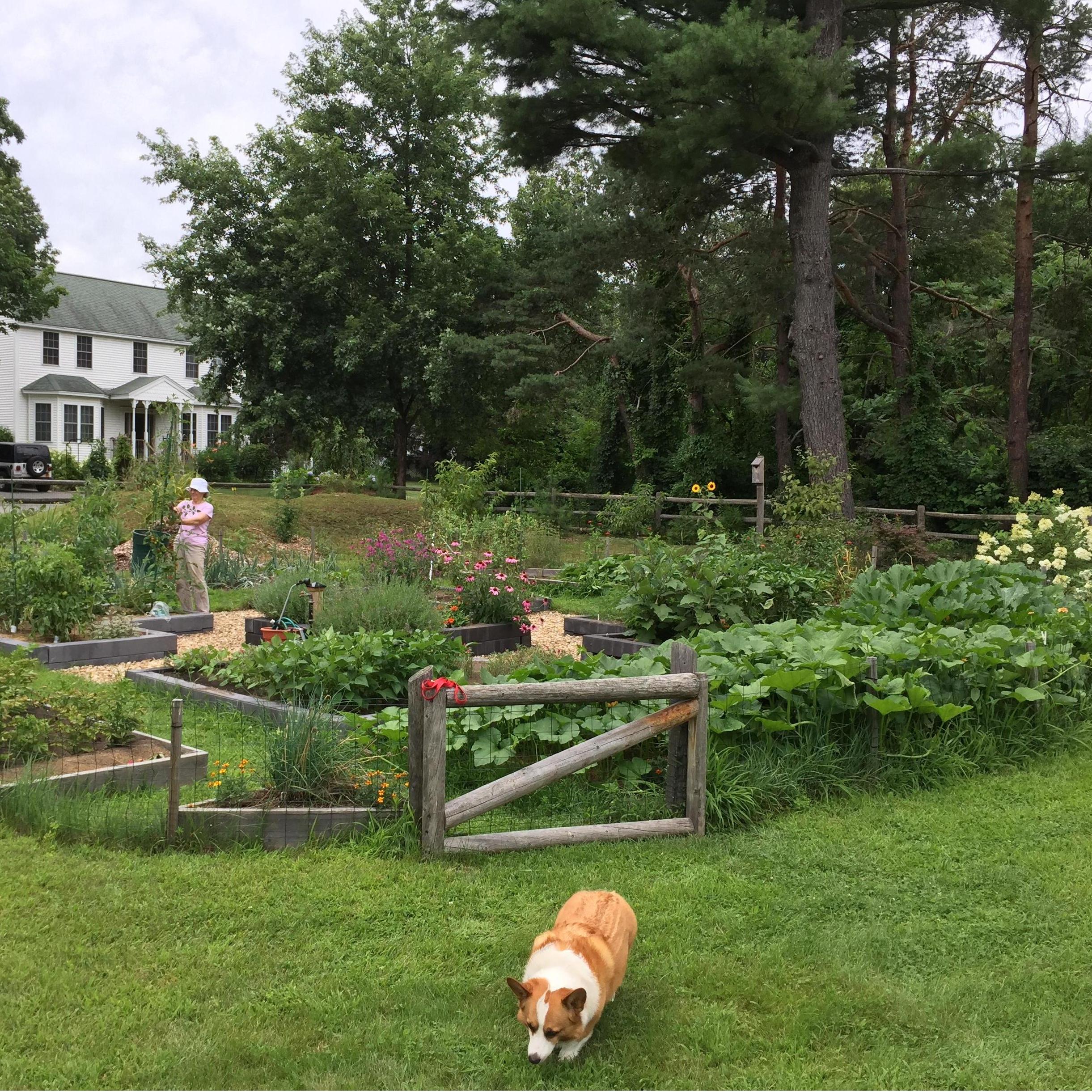 The O'Brien family garden (Hi, Mom!)