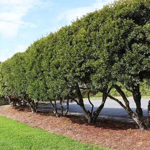 Saplings & Shrubs