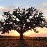 The Big Tree