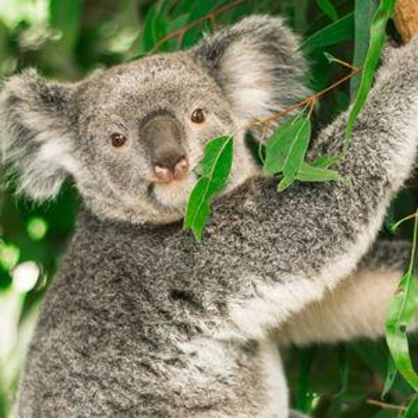 Australia Zoo Koala Cuddling Experience
