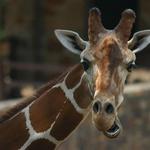 Little Rock Zoo