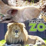 The Virginia Zoo