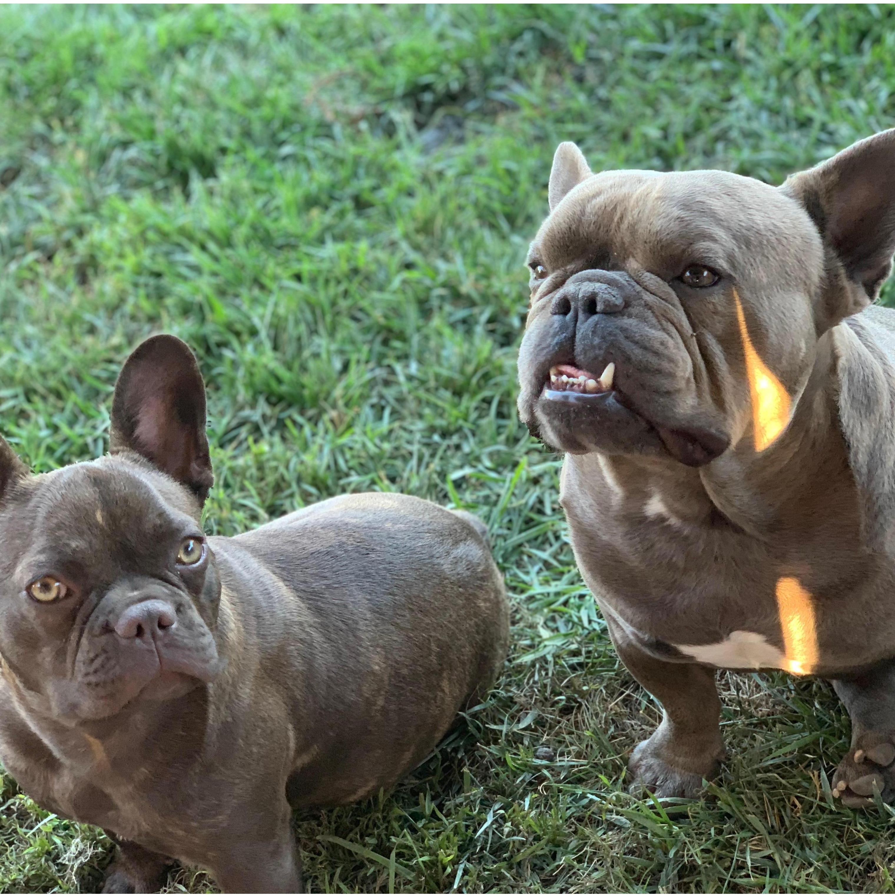 Our pups