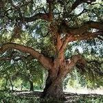 California Botanic Garden