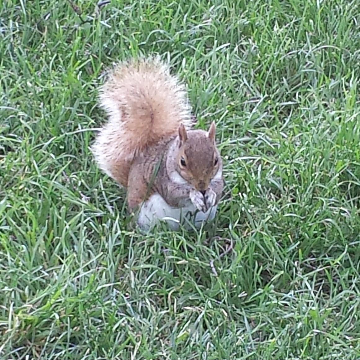 Dubbed "Happiest Squirrel of the USA" when we met him in 2015 in Washington, DC. This little guy and his park antics left such an impression, he still gets referenced today!