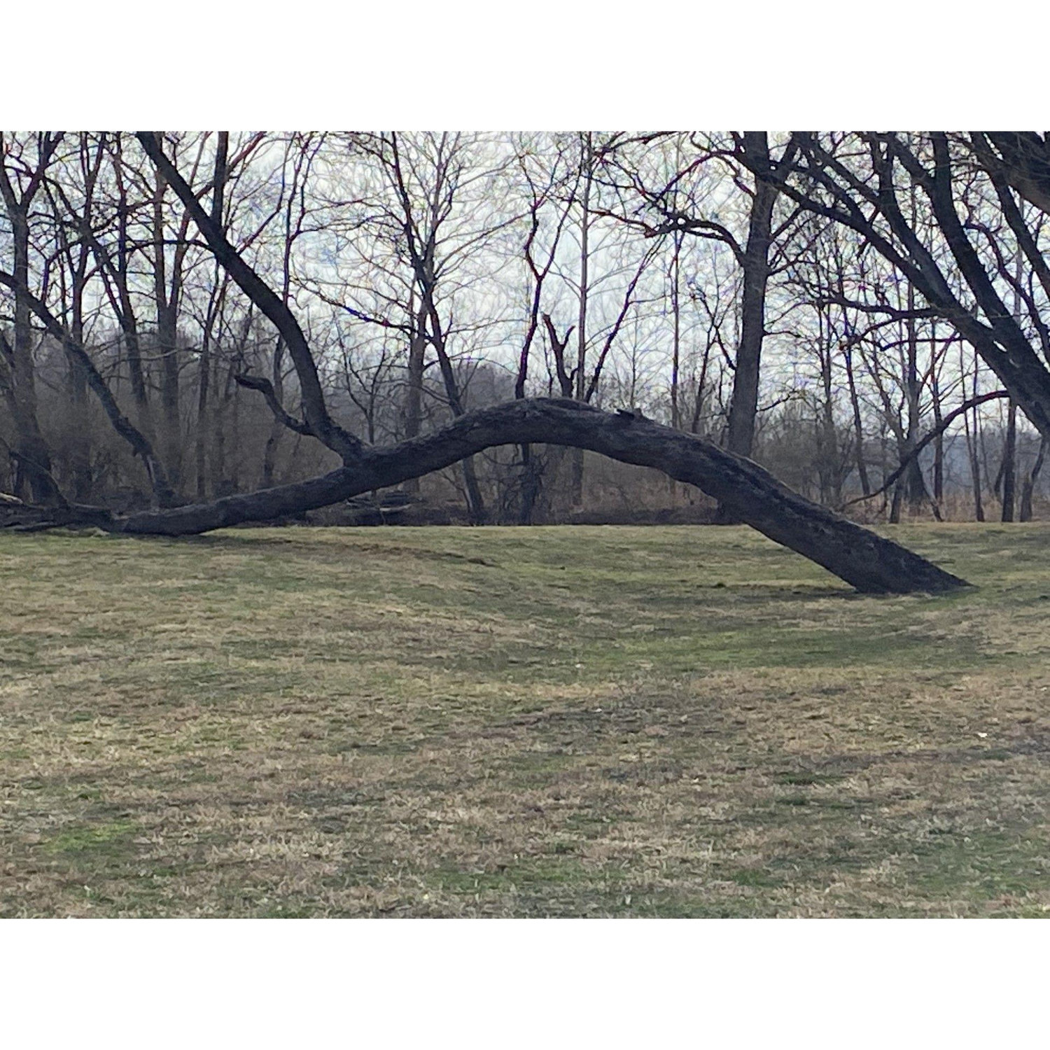 The Mando Tree at Hole 13.  This is the wedding site.