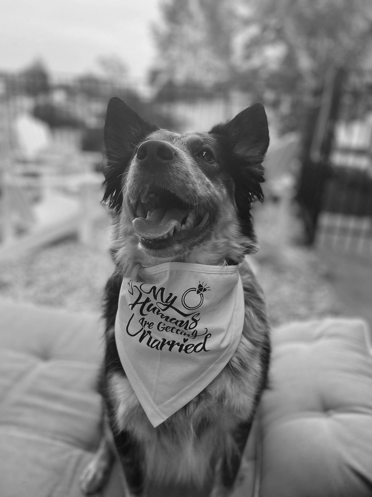 The Wedding Website of Tyler Elmore and Siobhan Moore