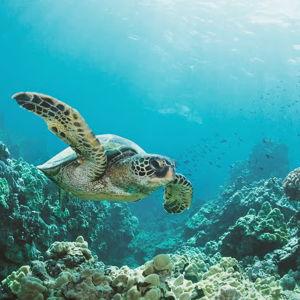 Oahu Snorkeling