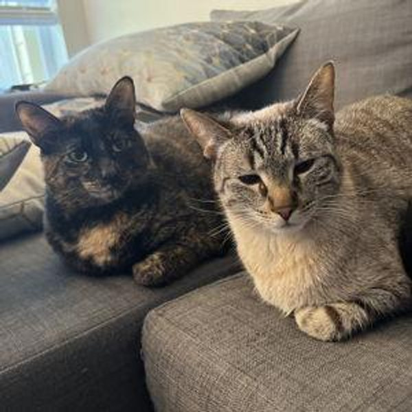 Freyja & Loki's Treat Fund