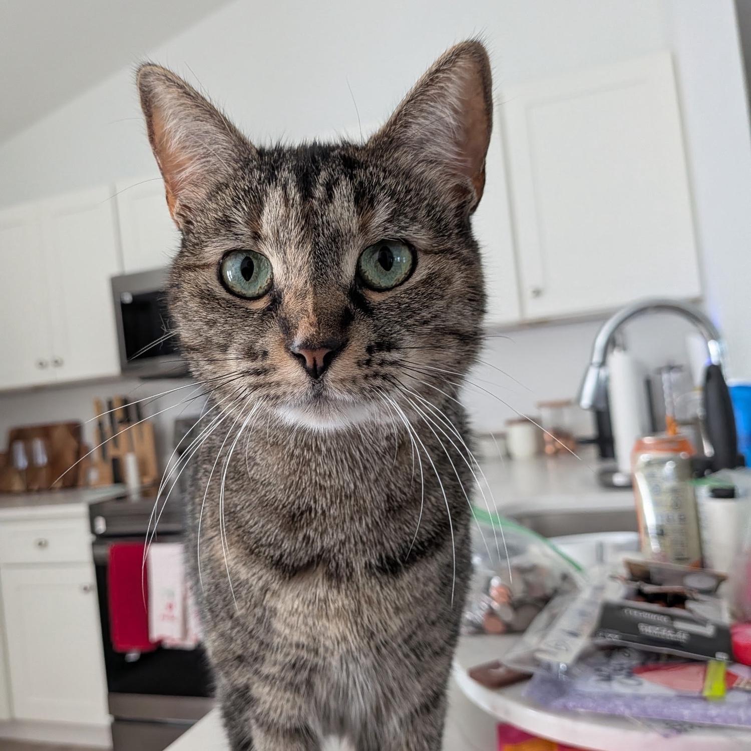 This is our cat Janna
