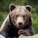 Bear Country USA