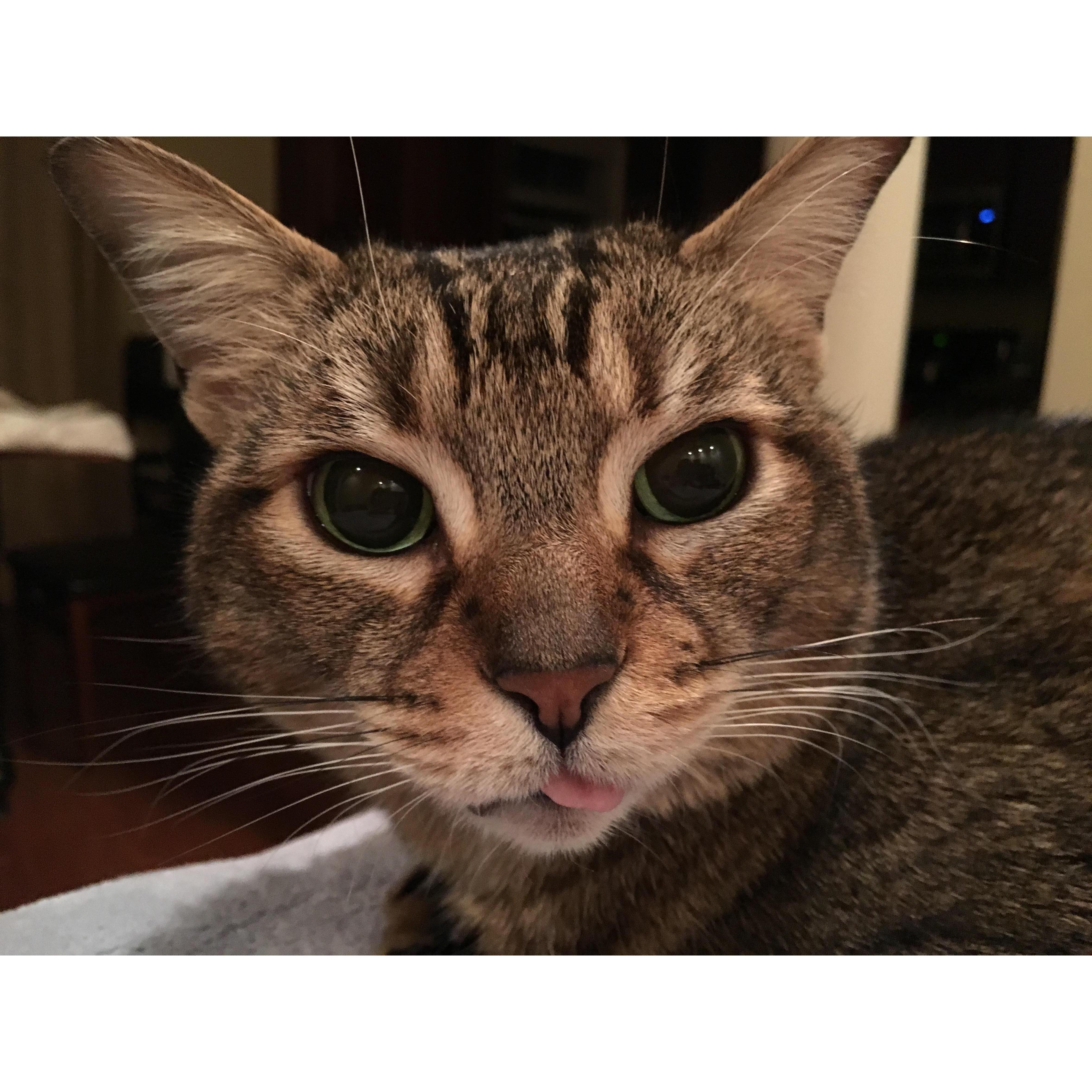 ...Cat #2...
Chloe “Princess” Corriveau-Olson