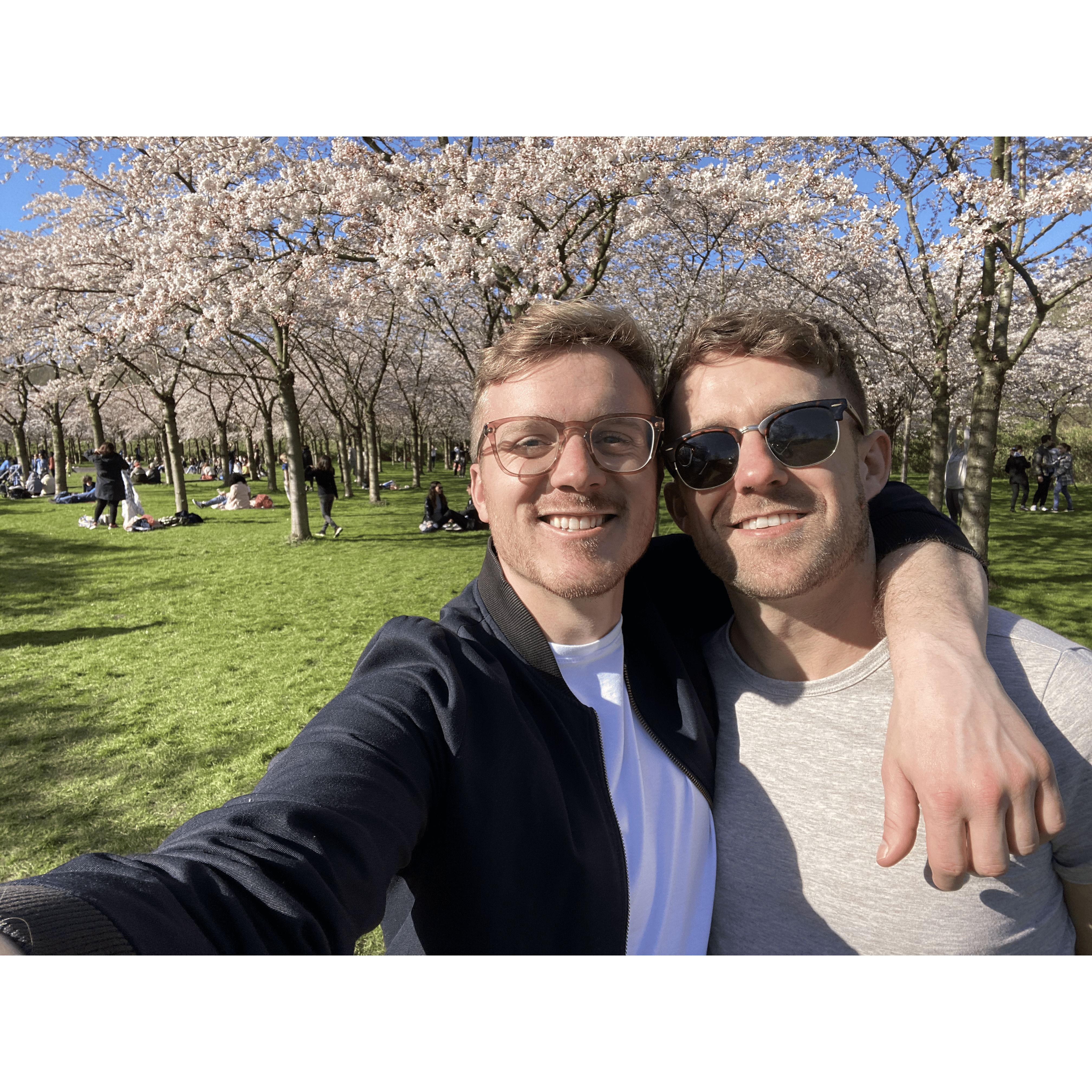 Cherry Blossoms in Amsterdam