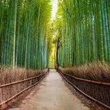 Arashiyama Bamboo Forest - Kyoto