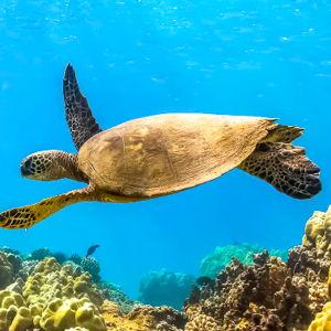 Maui Molokini Crater and Turtle Town Snorkeling for 2