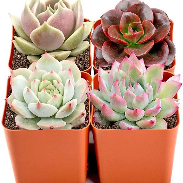 Mini Live Succulent Plants Indoor, 4 Assorted Varieties in 2" Planters, Bonsai Real Live Succulents for Home Office Wedding Party Decoration…