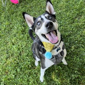 Kairo's Adventure Fund