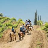 Wine Country Trails by Horseback