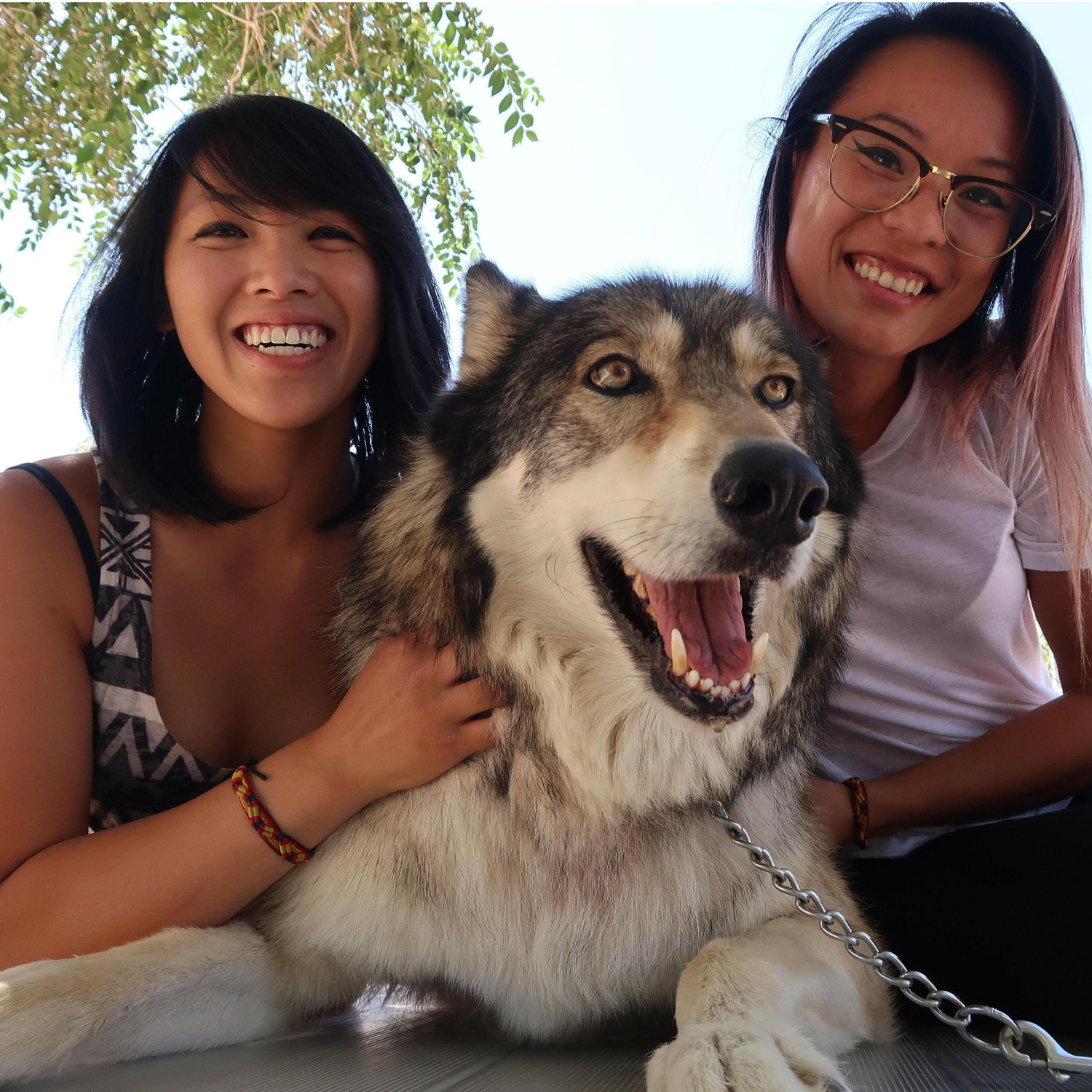 C brought J to a wolf sanctuary for her birthday! Fun fact, wolves are Jonah's favorite animal!