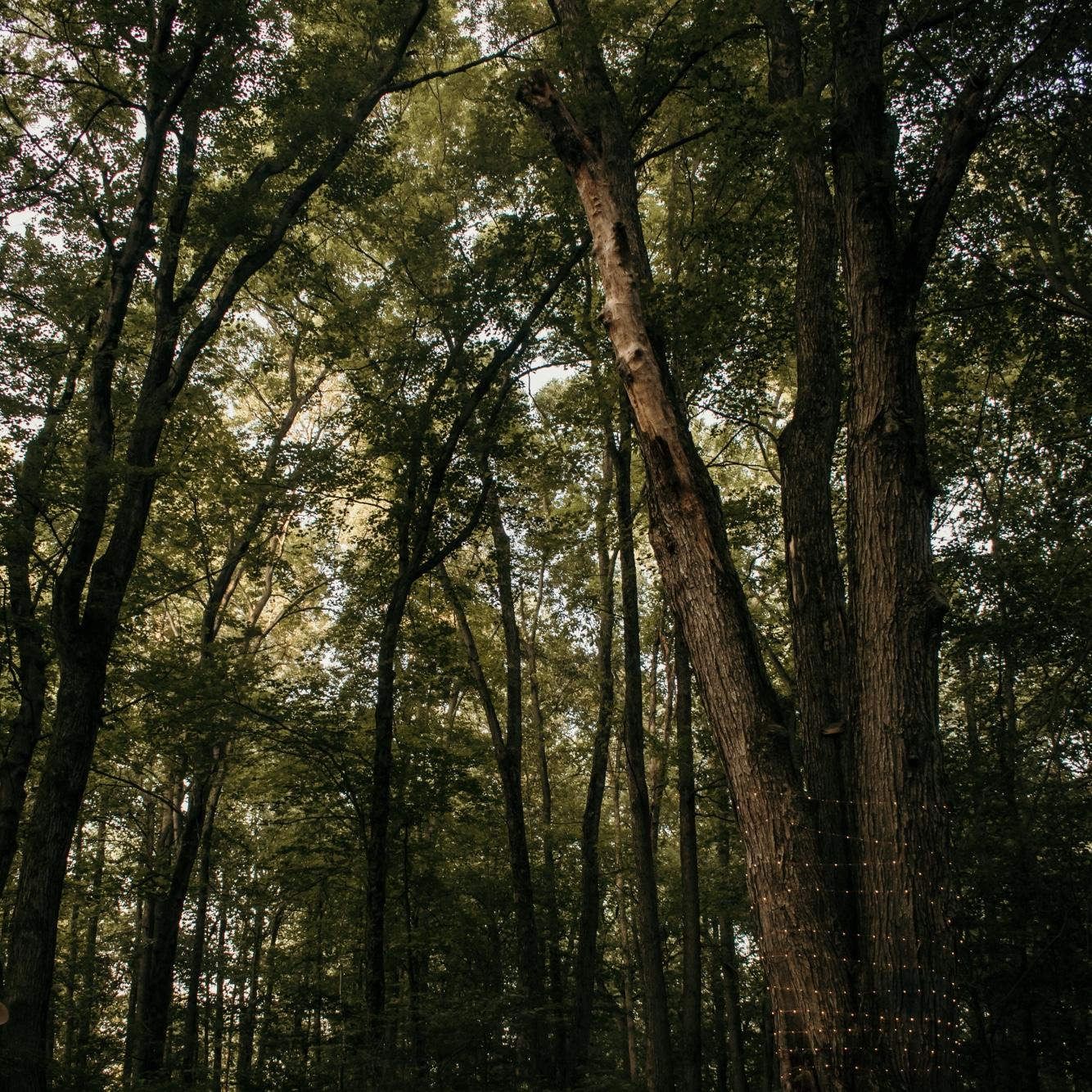 A shot of Anthony's proposal set-up a few moments before he popped the question