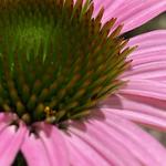 Purple Coneflower