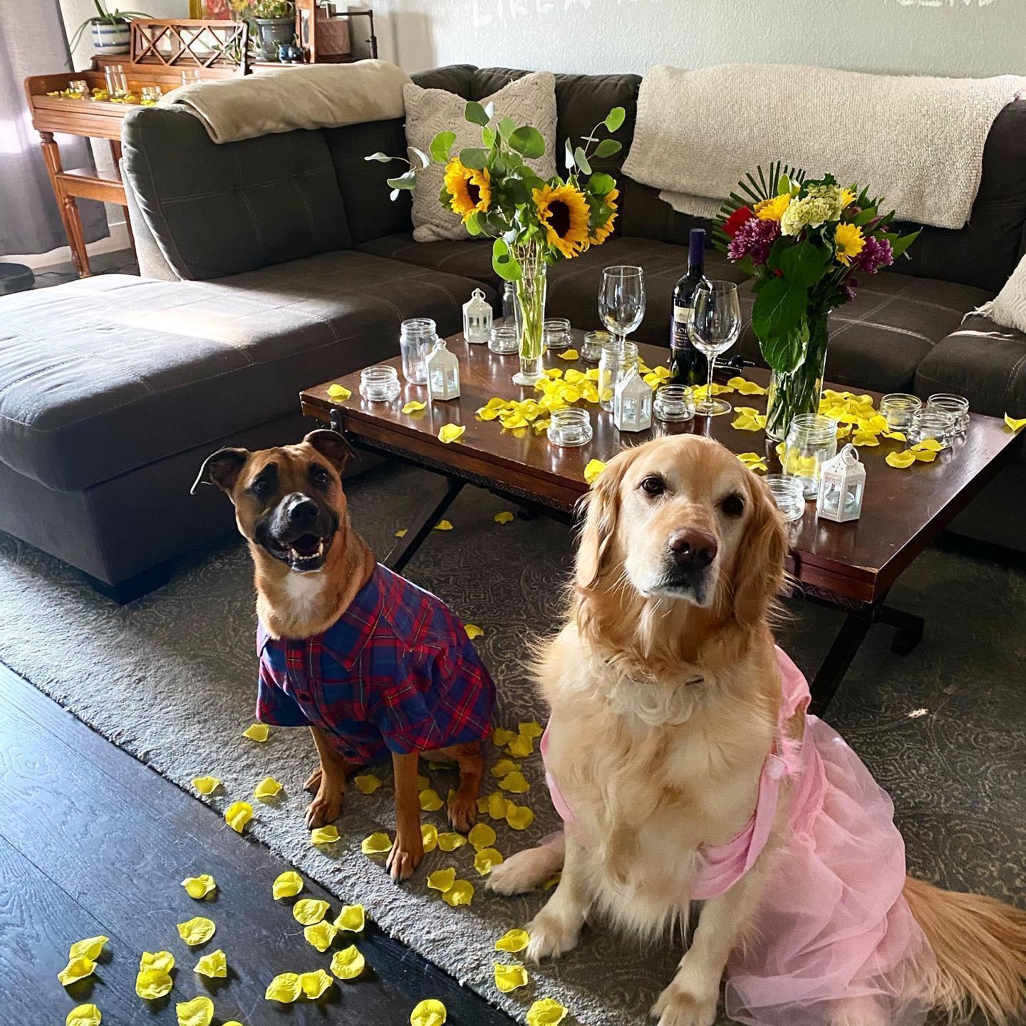 The fur babies were pretty excited for the engagement
