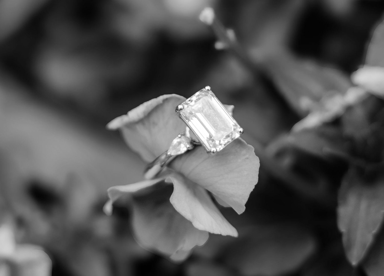 The Wedding Website of Sarah Pocze and Daniel Purdy