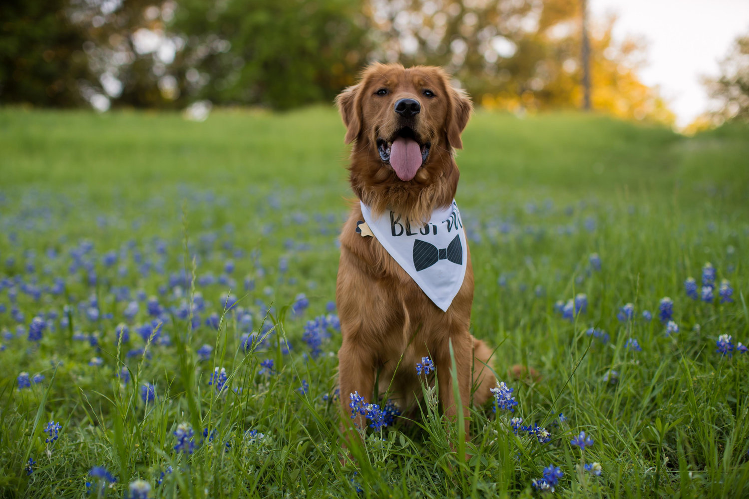 The Wedding Website of Allison McCollister and Blake Pannes