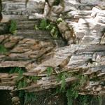 The Petrified Forest