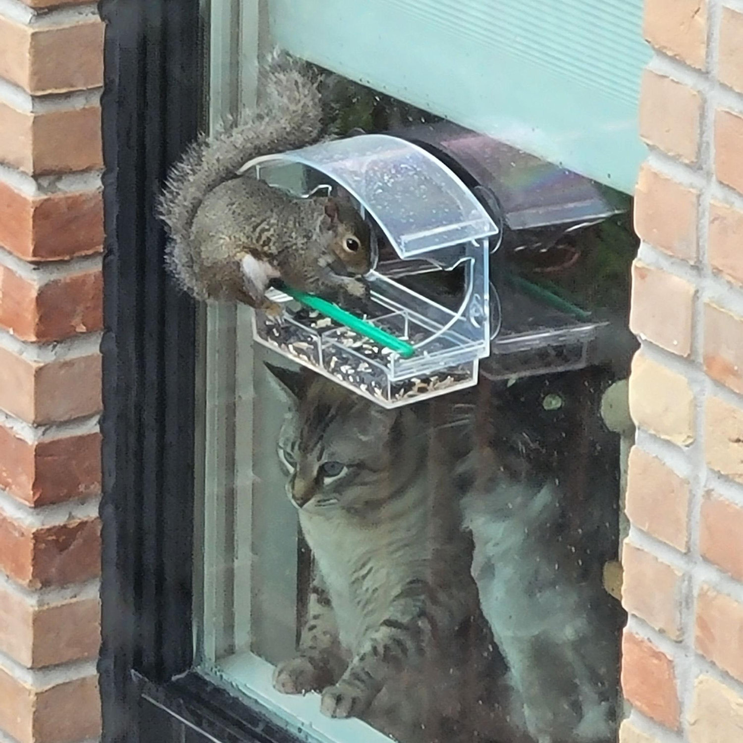 A pet for our pet
