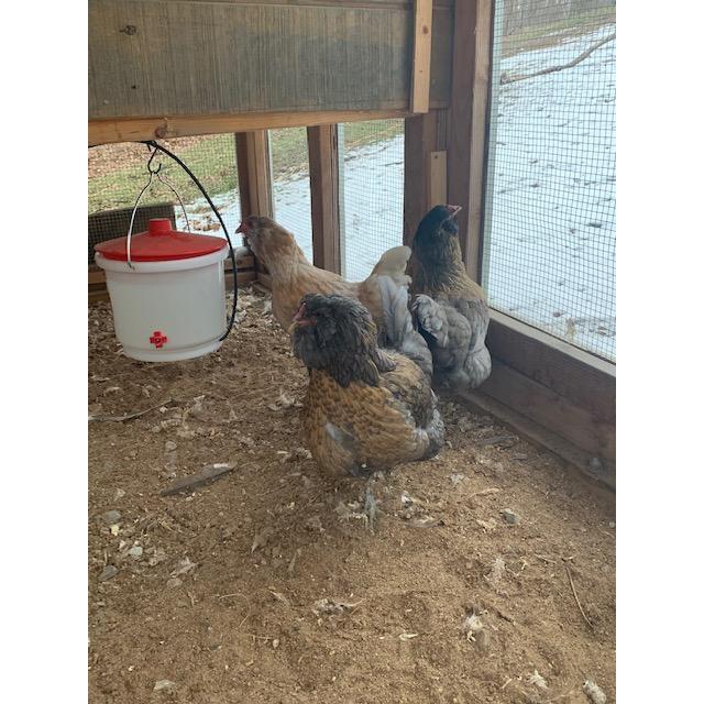Our lovely Chickens Henrietta, Gertrude, and Ethel