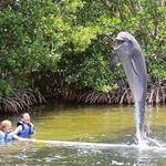 Dolphins Plus Bayside