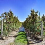 Heller Orchards