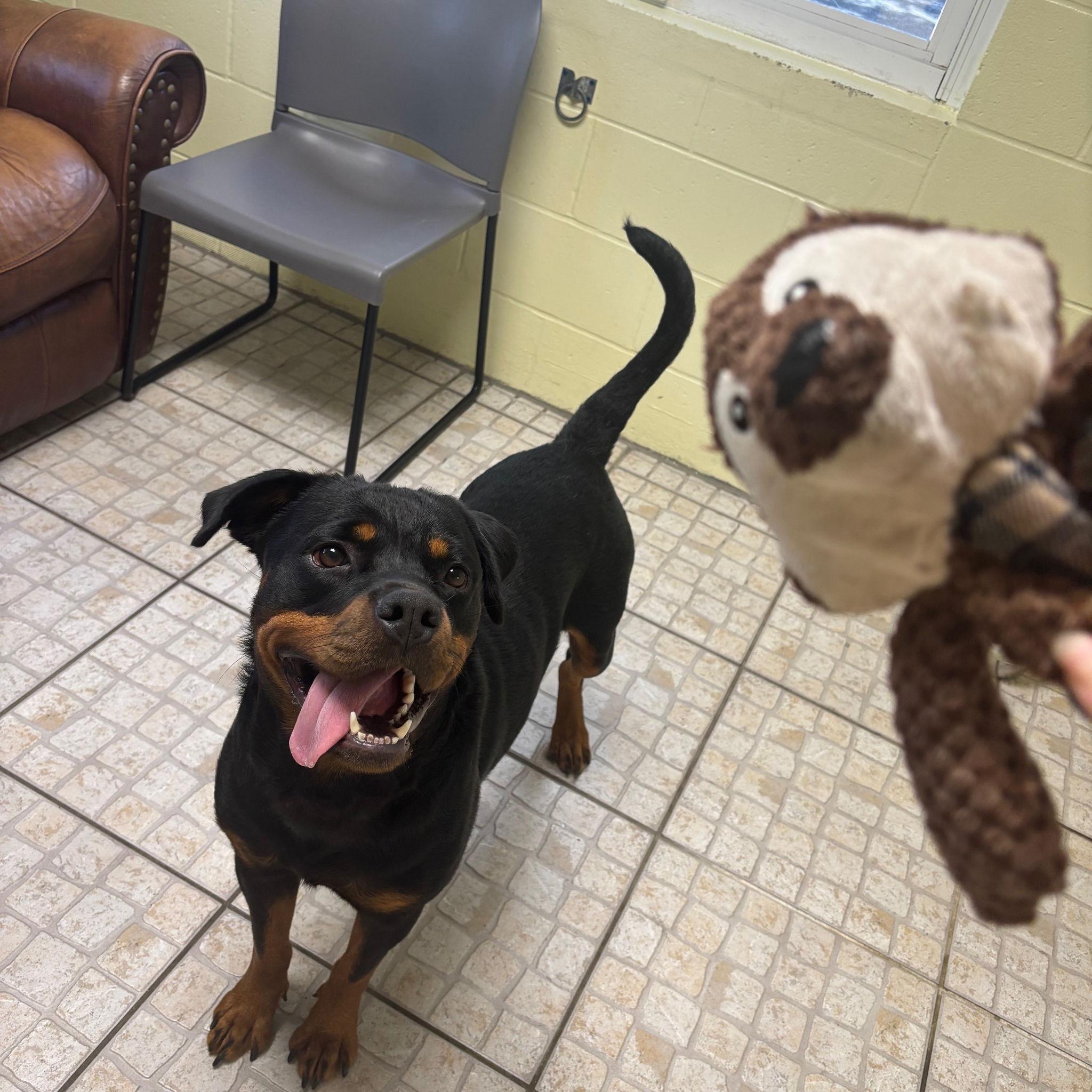 MoonPie's Gotcha Day! July 5th 2025