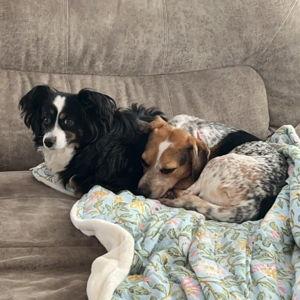 Pet Hotel For Our Elopment