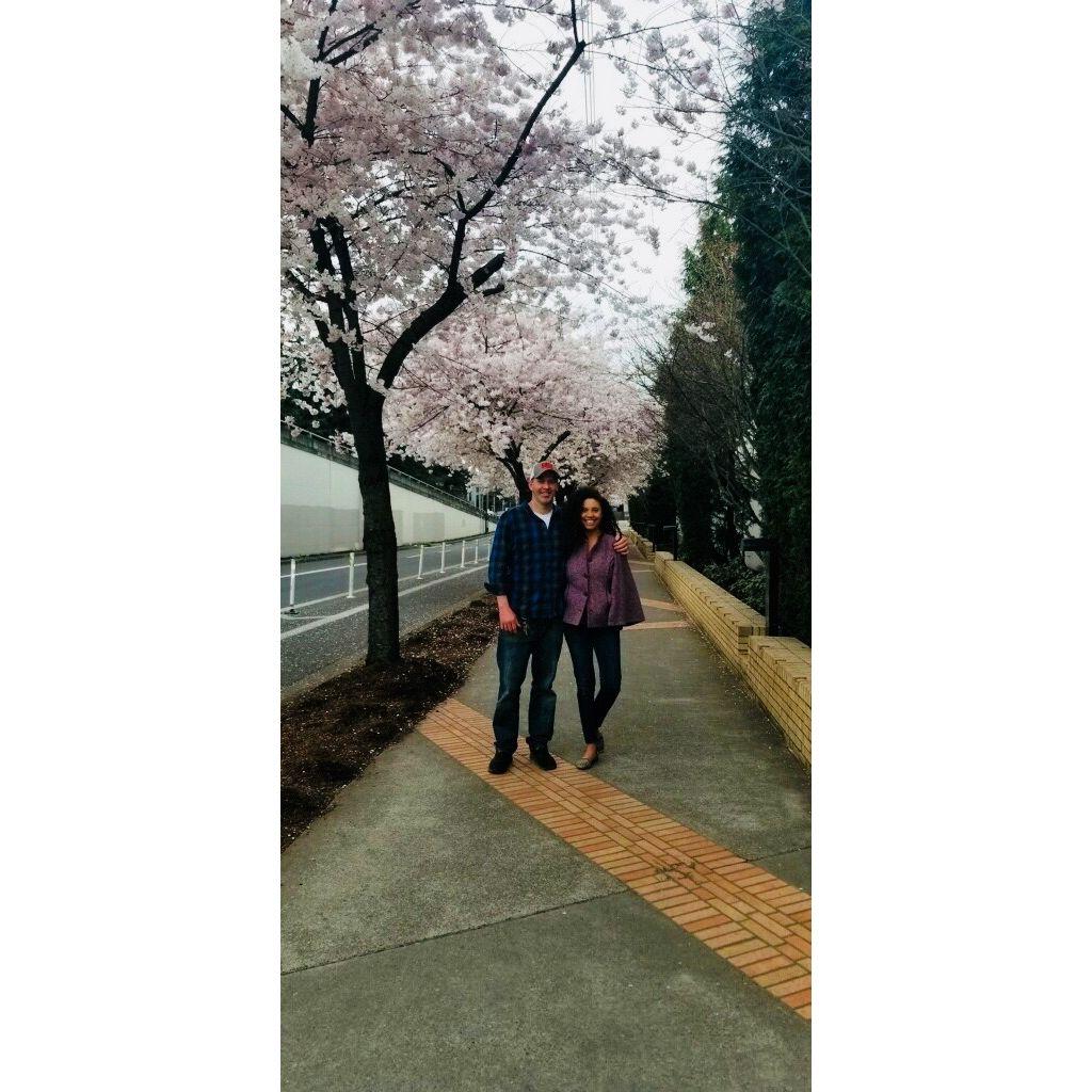 Cherry Blossoms
