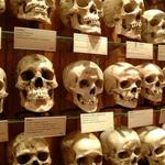 The Mütter Museum