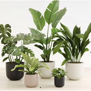 easyplant: Easy-Care Self-Watering Plants